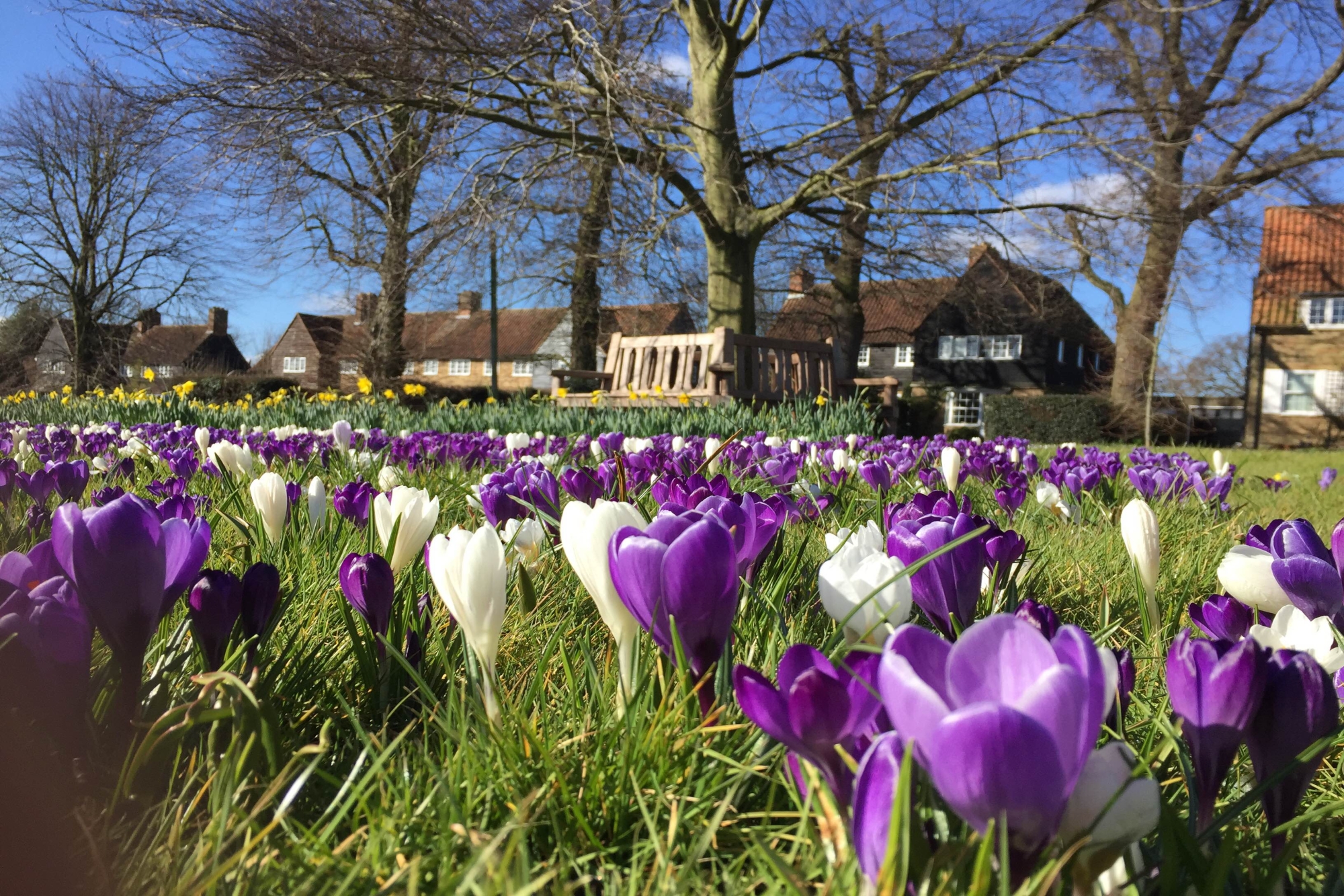 Purple crocus flowers.