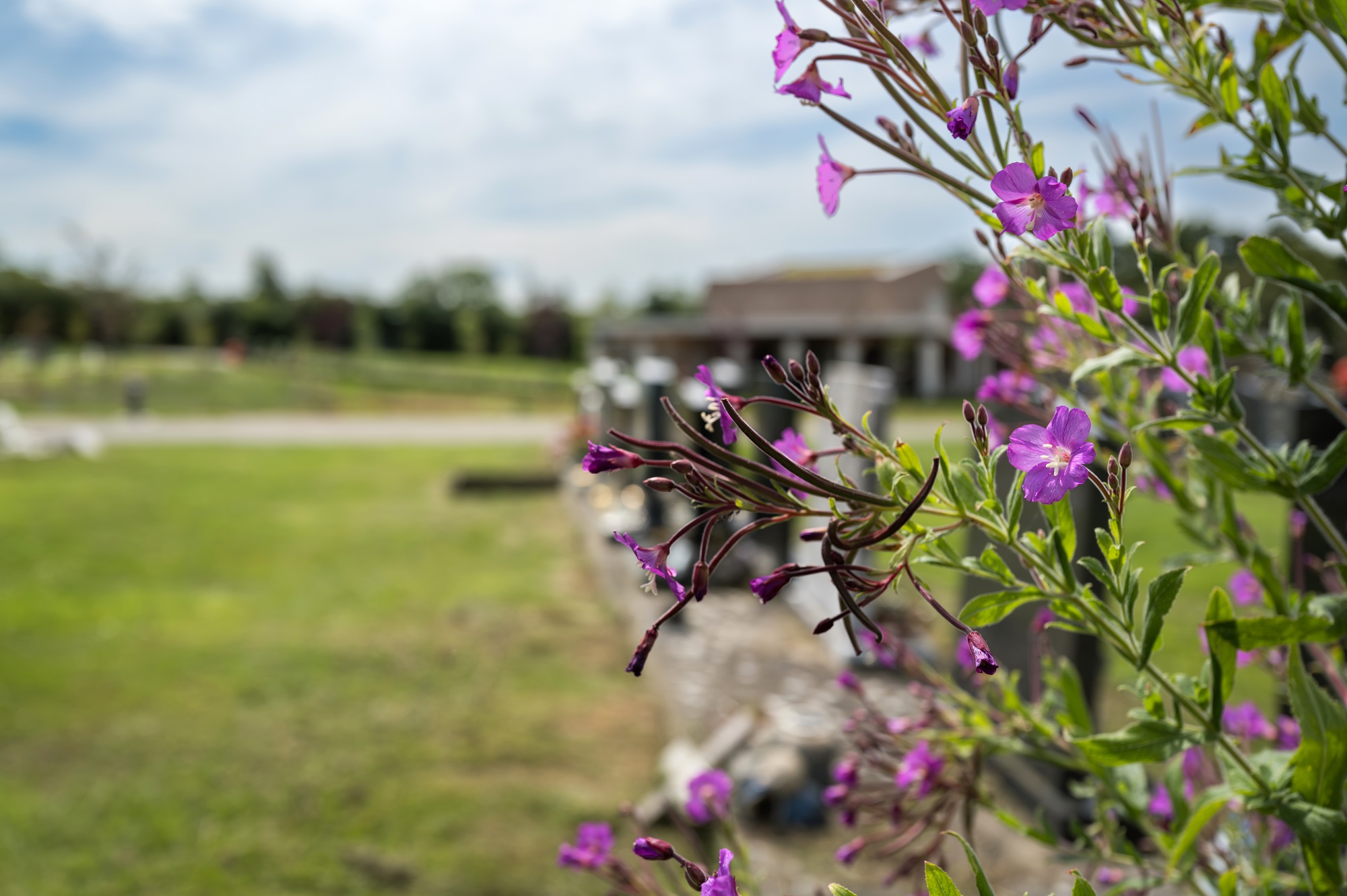 Flowers and graves at Oak Hill