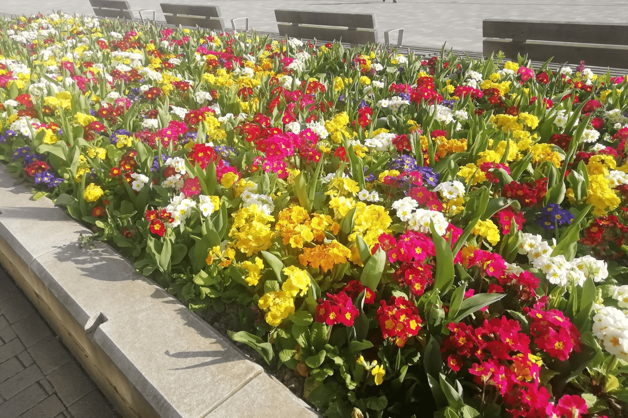 Spring flowers in the centre of Hatfield