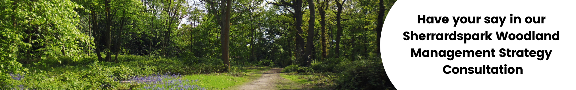 Image of trees in wood, have your say in our Sherrardspark Wood Management Consultation