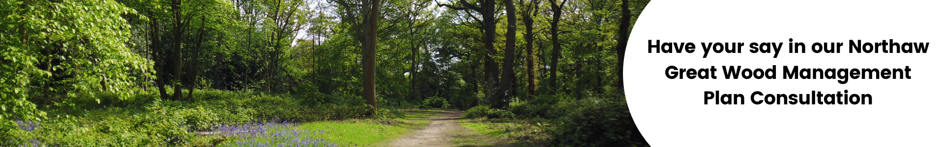 Image of forest with text that says 'Northaw Great Wood Management Plan Consultation'