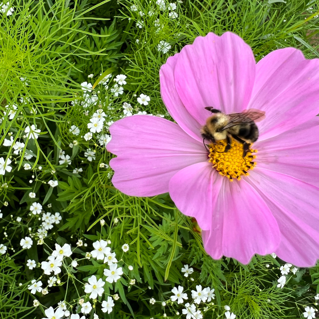 bee on pink wildflower